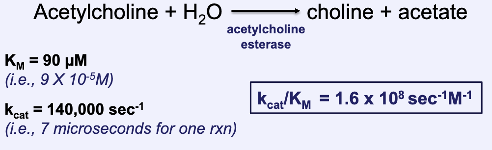 <ul><li><p>Happens in extreme cases</p></li><li><p>Absolute efficiency in which every encounter with a substrate results in conversion to product (k<sub>cat</sub>/K<sub>M</sub> ≈ 109 sec<sup>-1</sup>M<sup>-1</sup>)</p></li></ul><p></p>