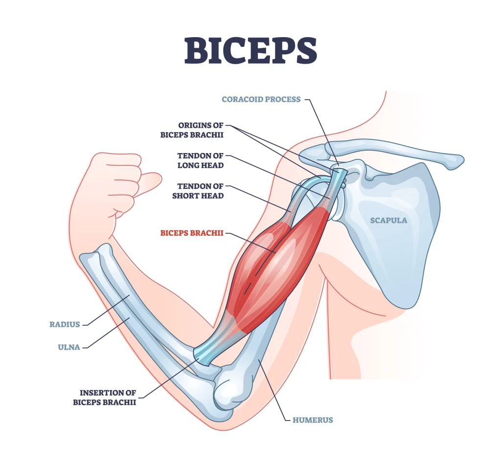 <p>O: Coracoid Process I: Radial Tuberosity</p><p>Flexes arm at elbow</p>