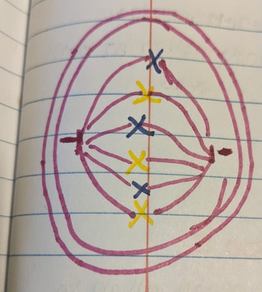 <p>Chromosomes align in the middle of the cell's center, forming a single row.</p>