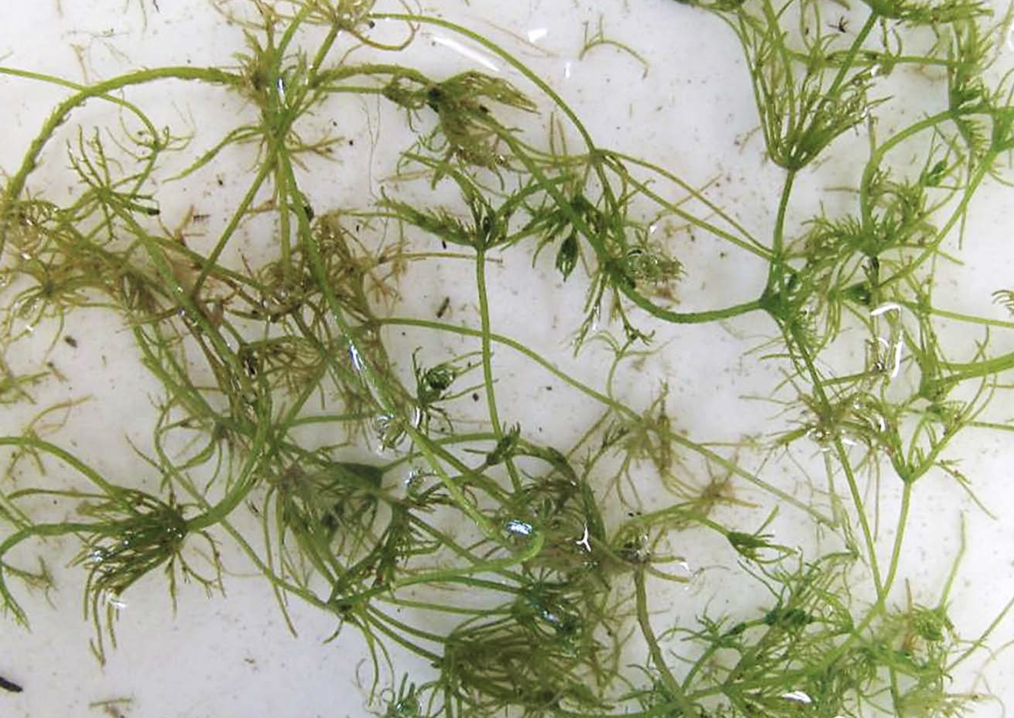 <p>Identificar la alga</p>
