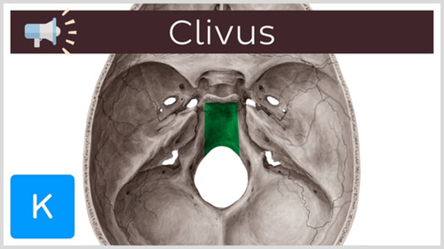 <p>A bony structure formed by the basilar part of the occipital bone and the sphenoid bone: where the pharynx begins.</p><p>BASILAR PART OF OCCIPITAL, SPHENOID BONE</p>