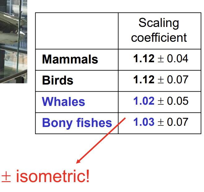 <ul><li><p>Show allometric (scaling coefficients closer to 1)</p><p>→ Only really needed again gravity</p></li></ul><p></p>