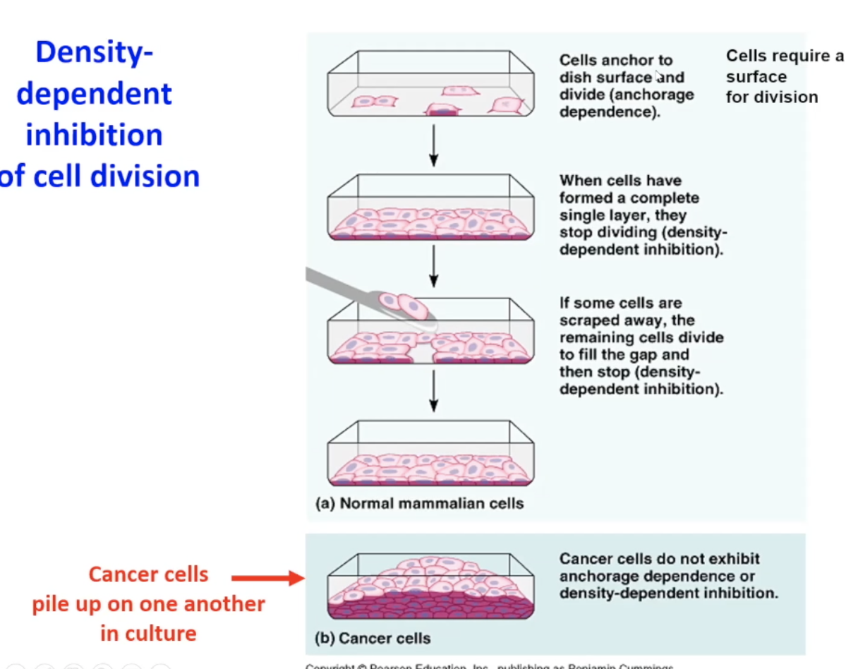 <p>NORMAL CELLS</p><ul><li><p>many cells require a surface for divison</p></li><li><p>if you plate them, they attach to the surface and form a monolayer <strong>(Anchorage dependence)</strong></p></li><li><p>each cell is getting signals from the cells around it whixha llowa it to know the density of the cells around it</p></li><li><p>this gives a negative signal (telling it to not divide)</p></li><li><p>so if you scared a part of the monolayer the cells around the scrape would divide again and then stop when its filled (<strong>density dependent inhibition)</strong></p></li></ul><p></p><p>CANCER CELLS</p><ul><li><p>cancer cells do not exhibit Anchorage dependence (<span>they can grow and divide without being attached to a solid surface or extracellular matrix)</span></p></li><li><p><span>they don’t exhibit density dependent inhibition</span></p></li></ul><p></p>