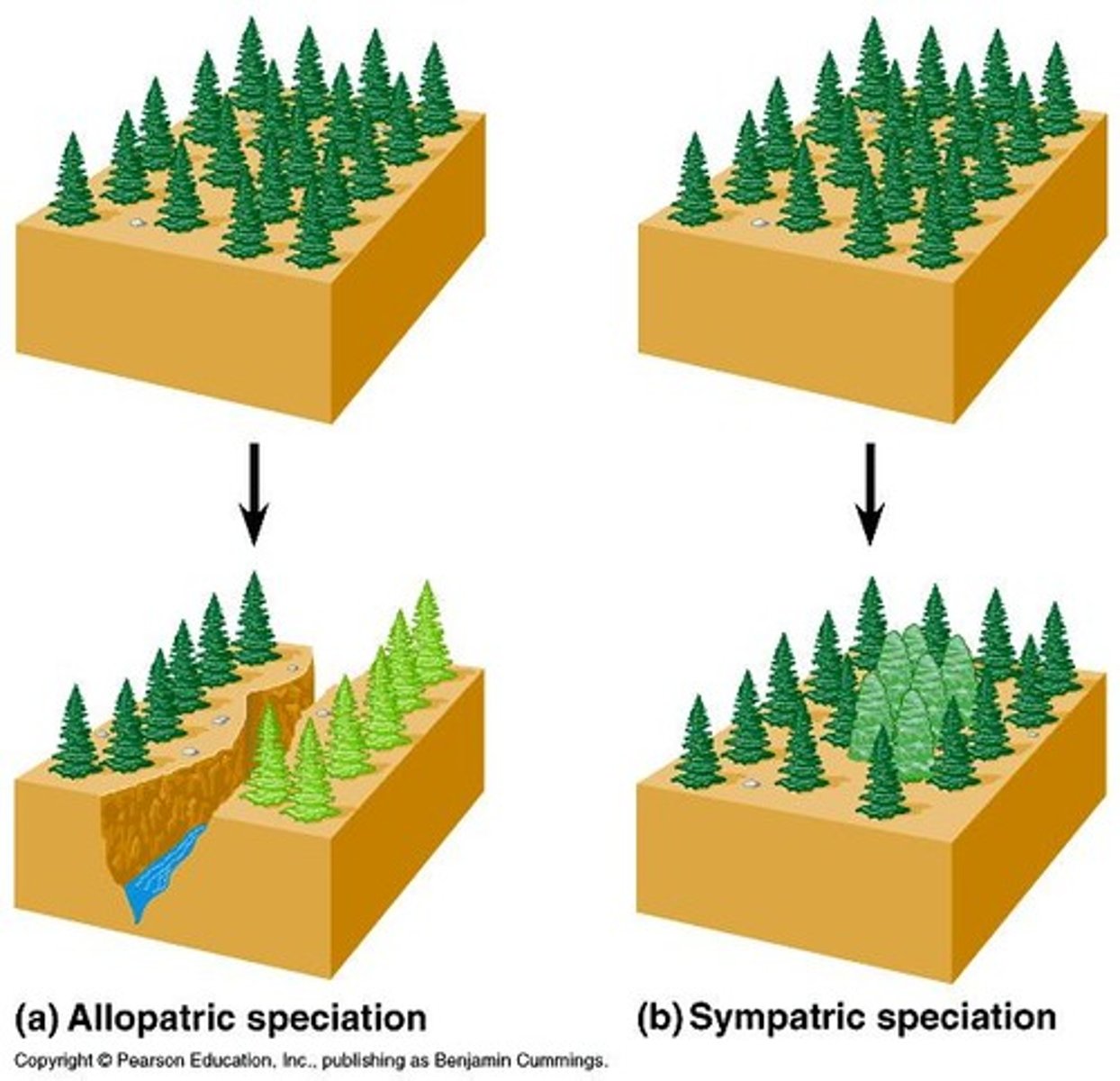 <p>Speciation occurring in overlapping geographic populations.</p>