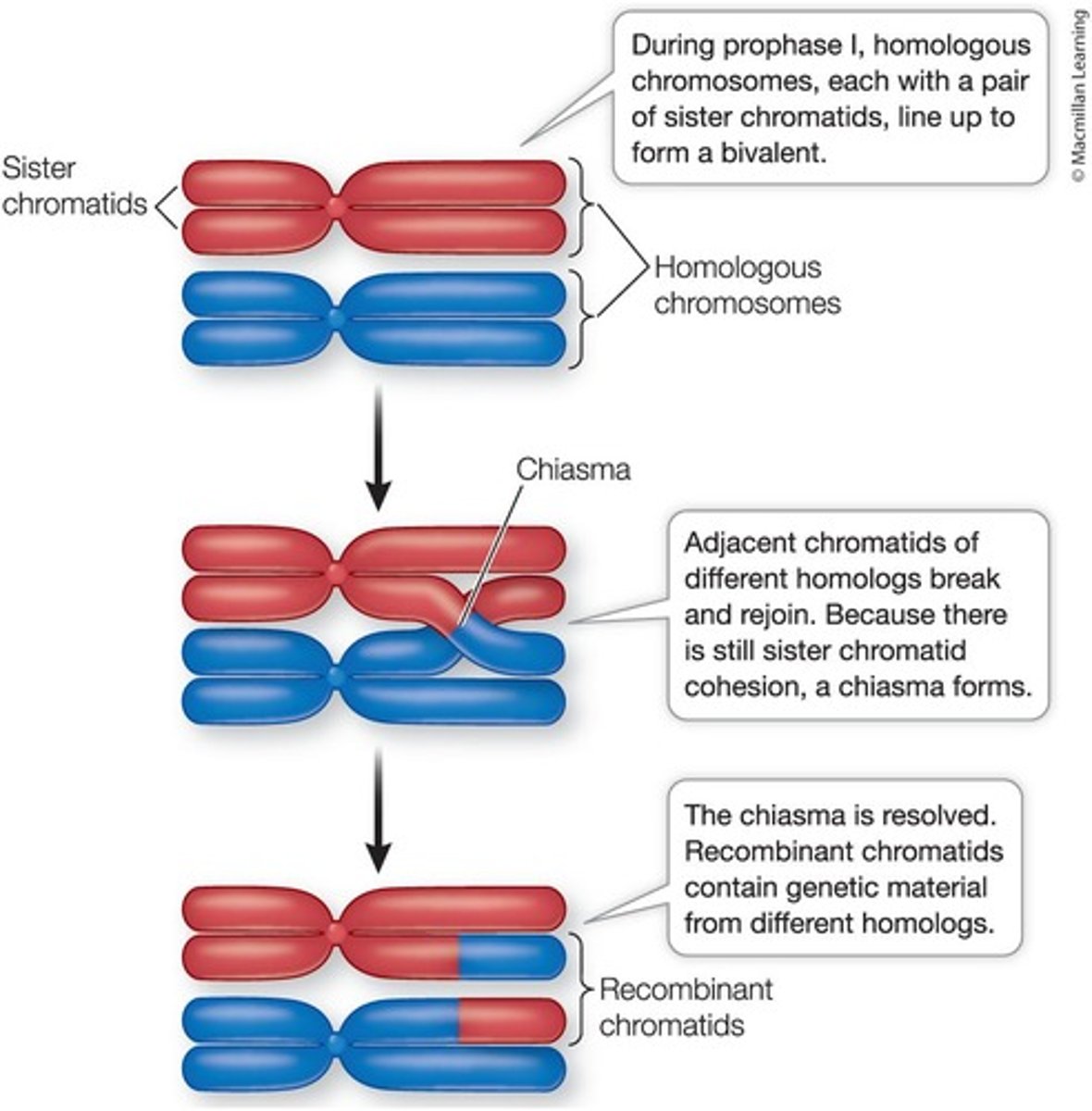 <p>Exchange of genetic material between non-sister chromatids (homologous pairs) at the chiasmata, regions of attachment that form between non-sister chromatids.</p>