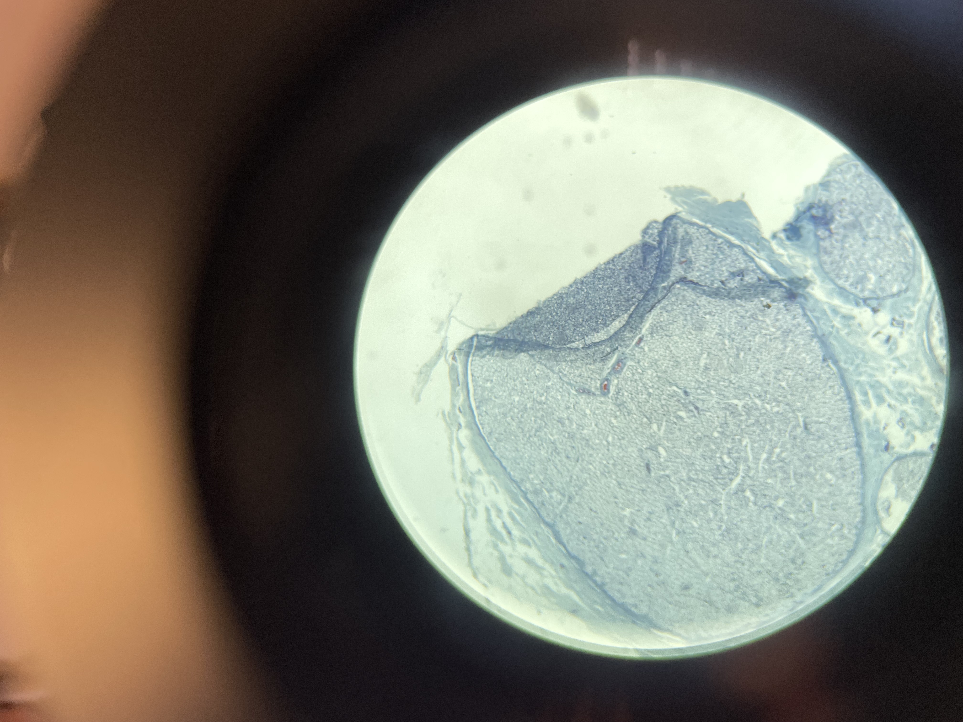 <p>różowe/fioletowe/niebieskie</p>