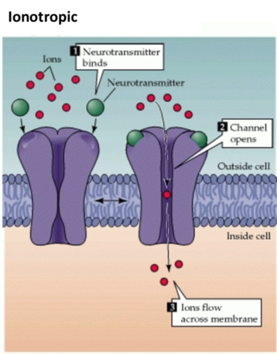 <p>a receptor protein that includes an ion channel that is opened when the receptor is bound by an agonist</p>