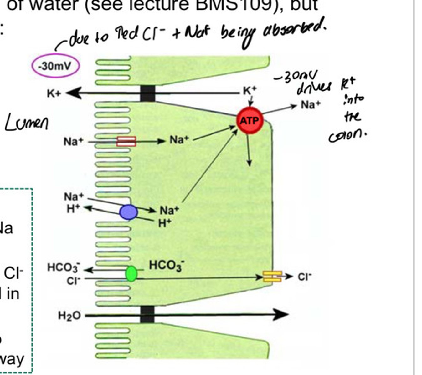<p>Colon: Absorption of water / Secretes key substances to maintain mucosal health and electrolyte balance.</p><p></p><p><u>Secretions that are made up of:</u></p><p>• Mucus (for lubrication) (Shields epithelium from mechanical damage and bacterial toxins.) ← <strong>Goblet cells</strong> (abundant in the colon).</p><p>• Secretion of HCO3- into the lumen (in exchange for Cl-) ← <strong>Cl⁻/HCO₃⁻ exchanger</strong> on luminal membrane.</p><p>• some secretion of K+</p><p></p><p><u>How does this work?</u></p><p>• These cells have a luminal Na channel</p><p>• Absorption of more Na+ than Cl leaves net negative potential in lumen</p><p>• This drives K+ movement into lumen, via paracellular pathway</p>