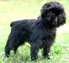 <p>Short and wide headshape. These breeds have crowded, rotated premolar teeth</p>