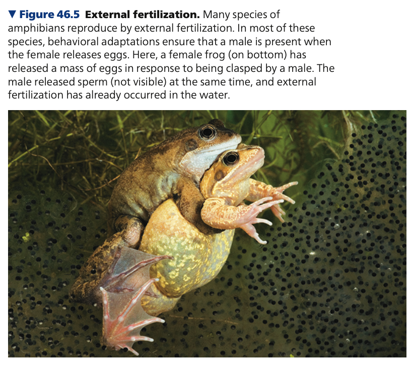 
1. **External fertilization**

* The female releases eggs into the environment, where the male fertilizes them
* Almost always requires a ___ habitat
  * To prevent the gametes from drying out
  * To allow the sperm to swim to the eggs


*  Many aquatic invertebrates simply

  shed their eggs and sperm into the surroundings, and fertilization occurs without the parents making physical contact
* **Timing** is crucial
  * **______:** individuals

    clustered in the same area release their gametes into the water at the same time
  * Chemical signals (_____ feedback)
  * Environmental cues (e.g. temperature or day length)
* When external fertilization is not synchronous across a population, individuals may exhibit specific **“_____” behaviors** leading to the fertilization of the eggs of one female by one male