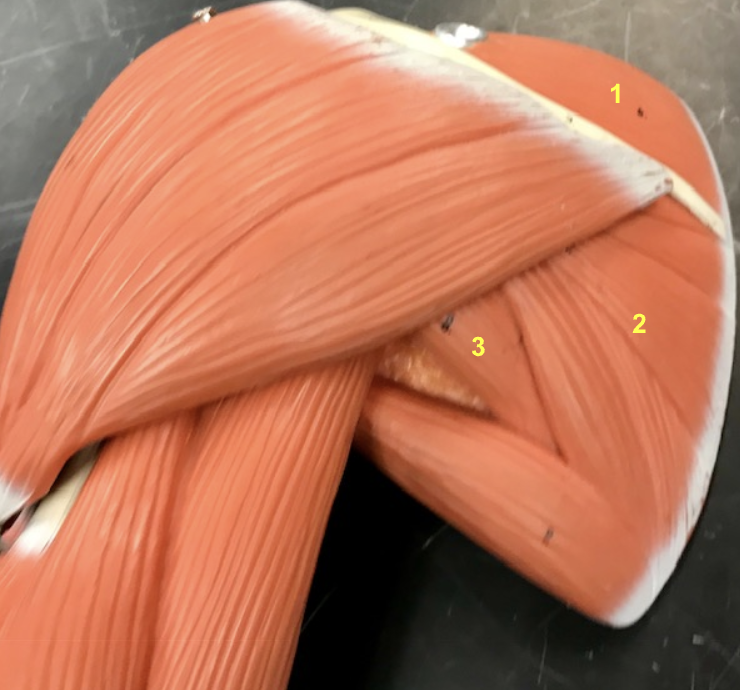<p>What number do 1, 2, and 3 indicate? What are their actions?</p>