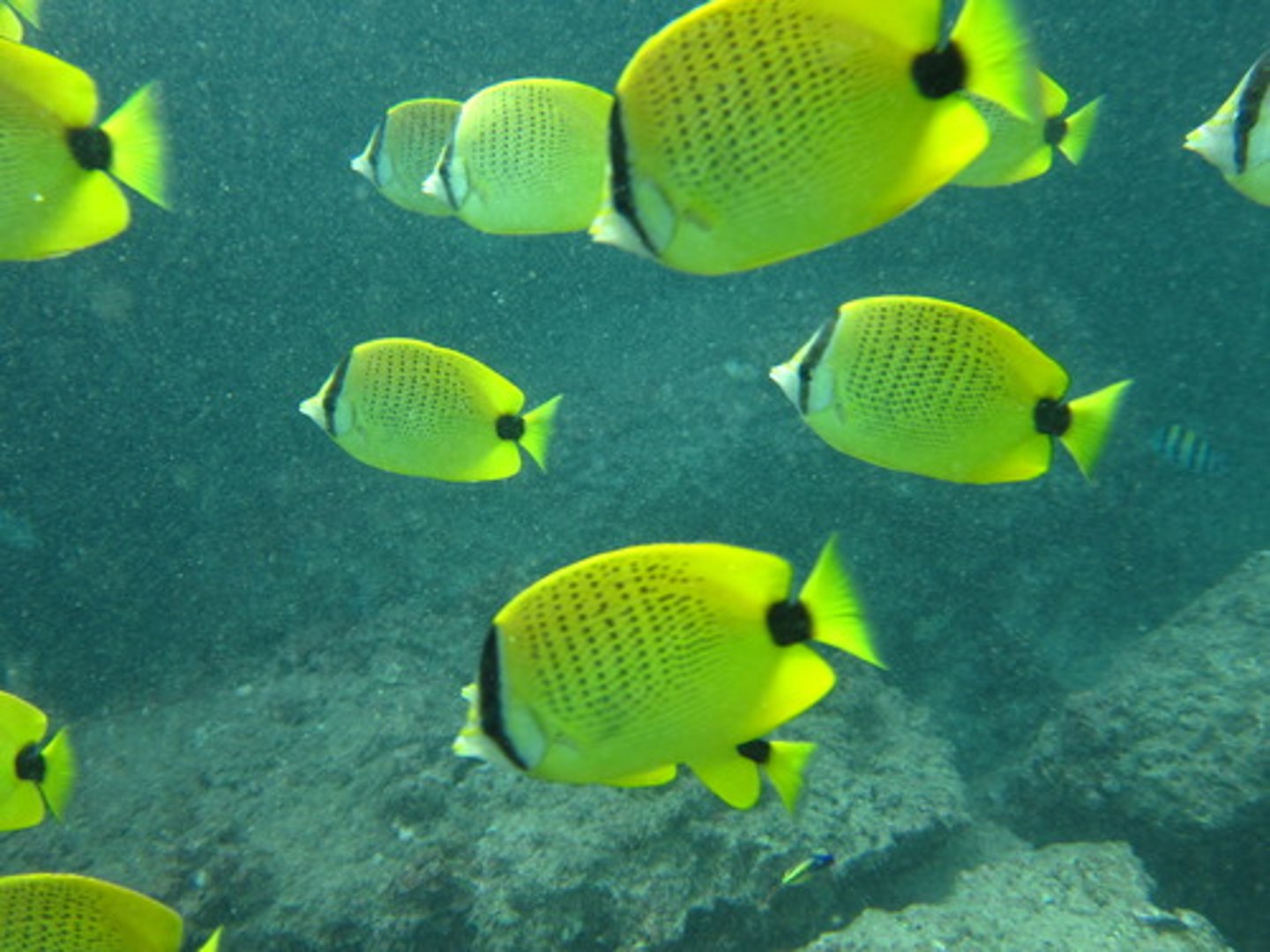 <p>the fish (plural)</p>
