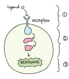 <p>Identify step 2</p>