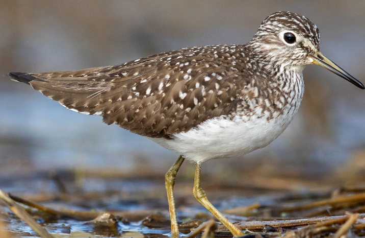 <p>What bird is this? </p>