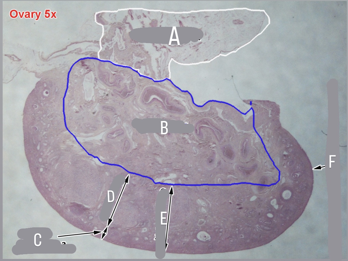 <p>germinal epithelium</p>