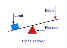 Fulcrum in the middle like a see-saw(nodding the head)
- the fulcrum is betweeen the force and the weight