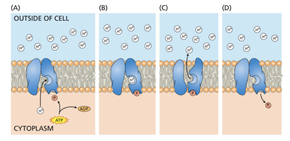 <p>able to pump against gradient bc of ATP hydrolysis providing E input</p><p>makes outside of cell more acidic, making its cell wall softer and allowing expansion</p>