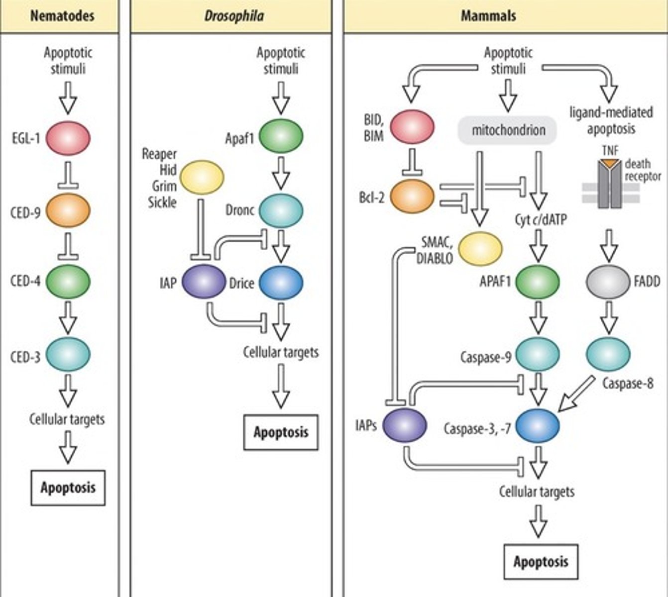 <p>How C. elegans pathway allowed identification of homologous pathways and genes in vertebrates</p>