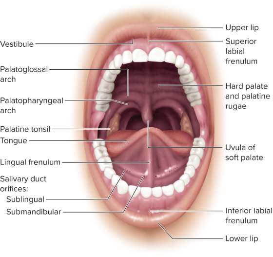 <p>Oral cavity (buccal cavity)</p>
