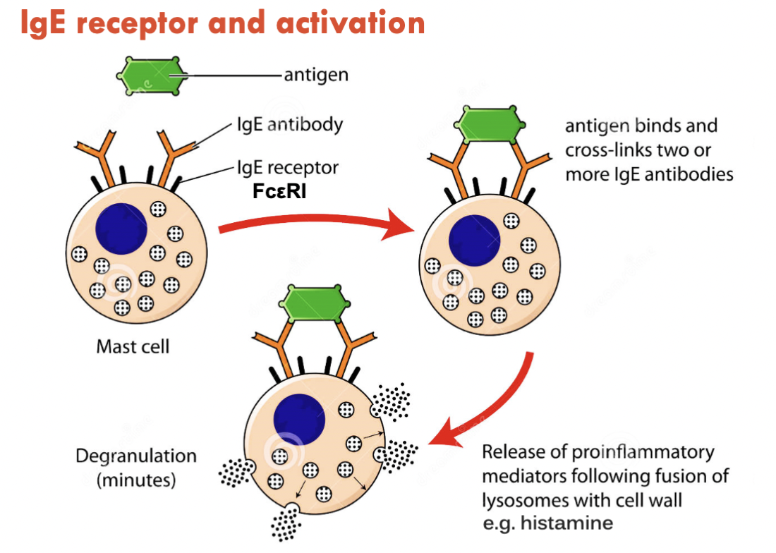 <ul><li><p>Antigen binds to IgE antibodies</p></li><li><p>Once antigen binds, the antibodies must cross-link</p></li><li><p>Degranulation is triggered and initiates release of cytokines</p></li></ul><p></p>