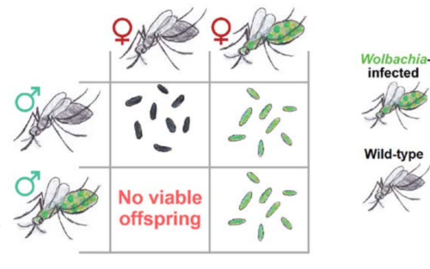 <p>a genus of bacteria which infects arthropod species, and when introduced to a mosquito it can reduce fertility and reduce the spread of Dengue, Zika, and possibly other viruses.</p>