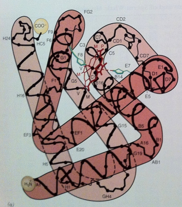 <p>Approximately 70% of residues form α-helical structures, generating:</p><ul><li><p>Seven helical segments in the α chain</p></li><li><p>Eight helical segments in the β chain</p></li></ul><p></p>