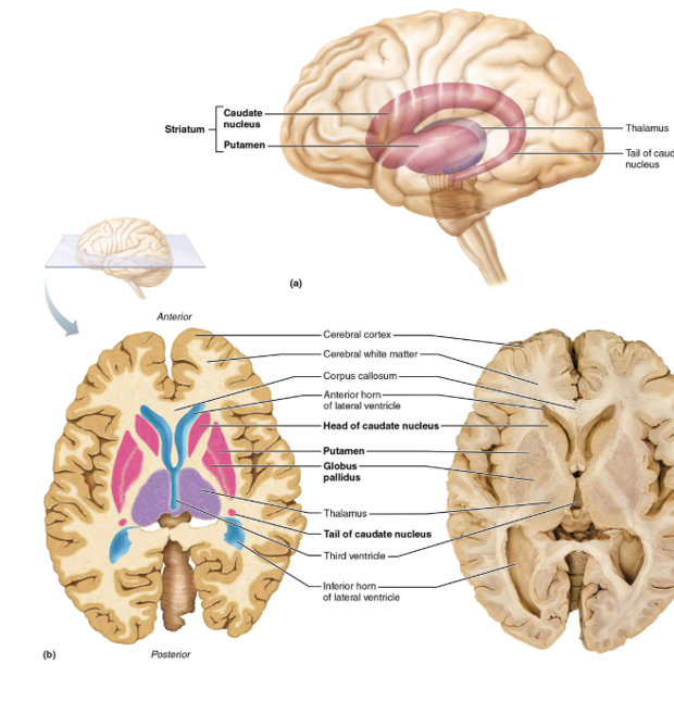 <p>Basal Nuclei</p>