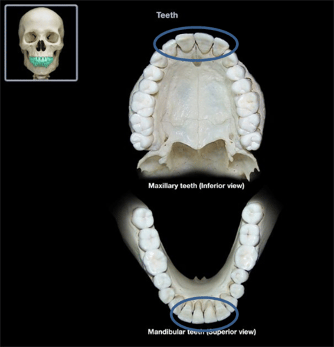 <p>What is the name of the four front teeth on the maxilla and mandible?</p>