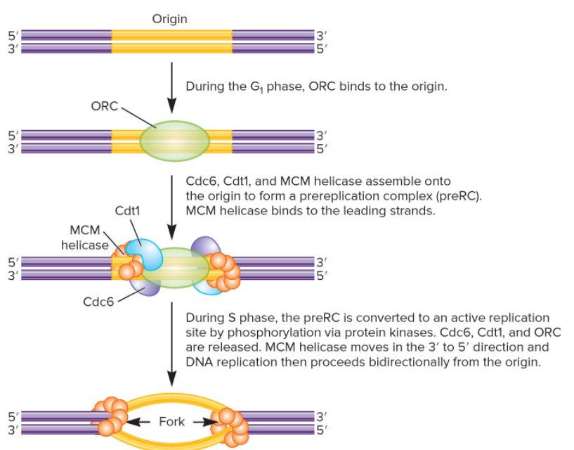 <ol><li><p>during G1 phase ORC binds to origin</p></li><li><p>Cdc6, Cdc1, &amp; MCM helicase assemble onto origin to form preRC; MCM helicase binds to leading strand</p><ol><li><p>during S phase, preRC is converted to an active replication site by phosphorylation via protein kinases ; Cdc6, Cdc1, and ORC are released, MCM helicase moves in 3’ to 5’ direction and DNA rep. proceeds bidirectionally Binding of MCM completes DNA replication licensing</p></li></ol></li></ol>