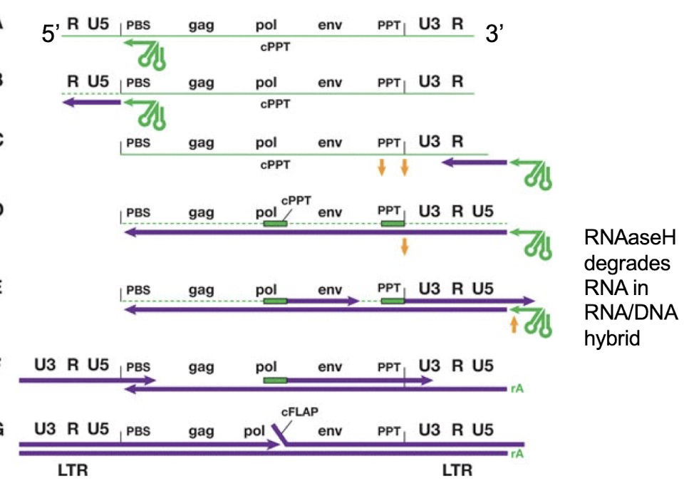 <p><strong>Primer Binding Site (PBS) , tRNA primer </strong></p>