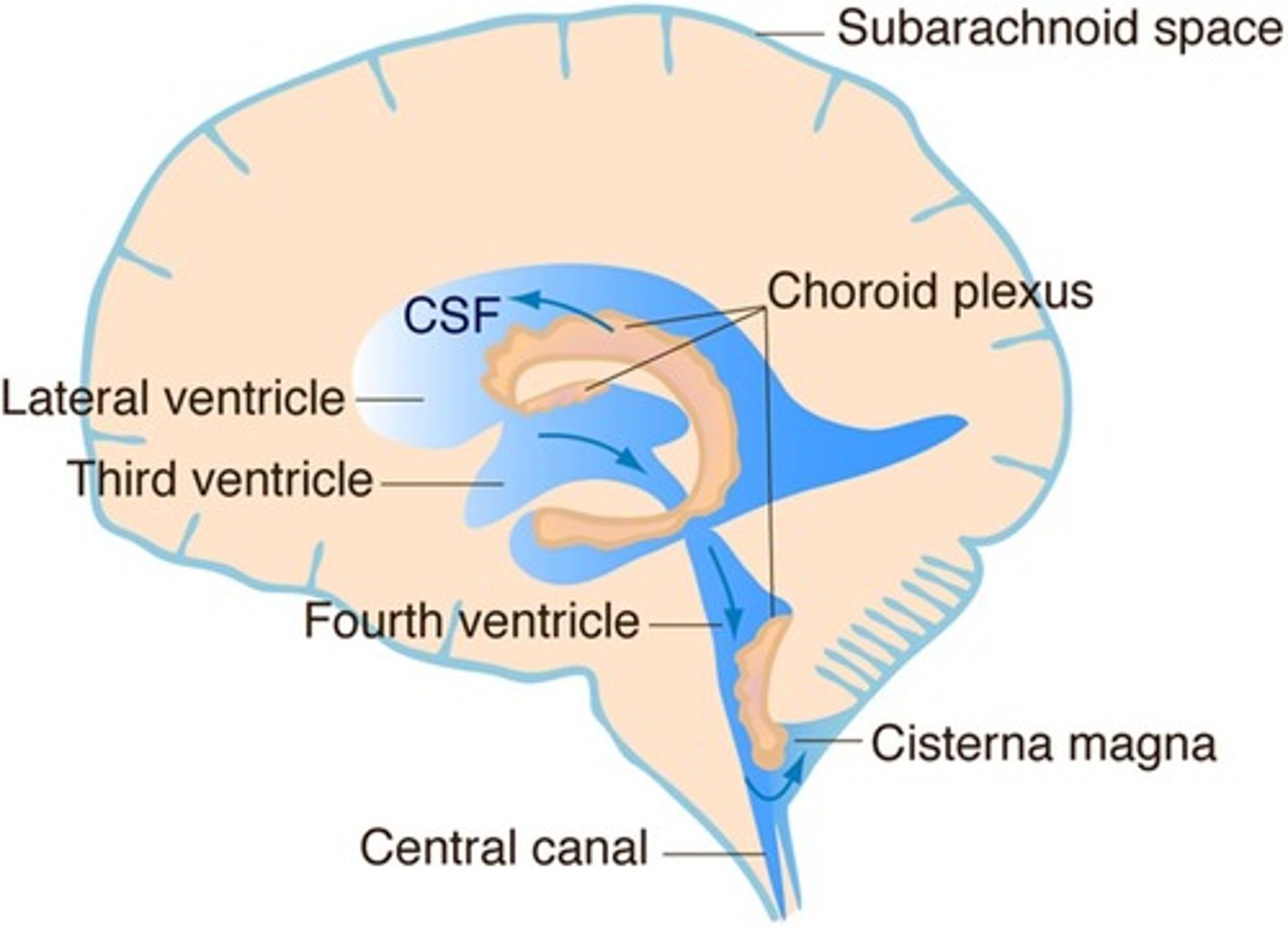 <p>choroid plexus, this is formed by an invagination of the pia mater into the lumen of the lateral ventricles, inside this lumen it becomes highly folded</p><p>Thus most CSF is produced in the lateral ventricles, that then flows through the cerebral aqueduct and into the 4th ventricle</p>