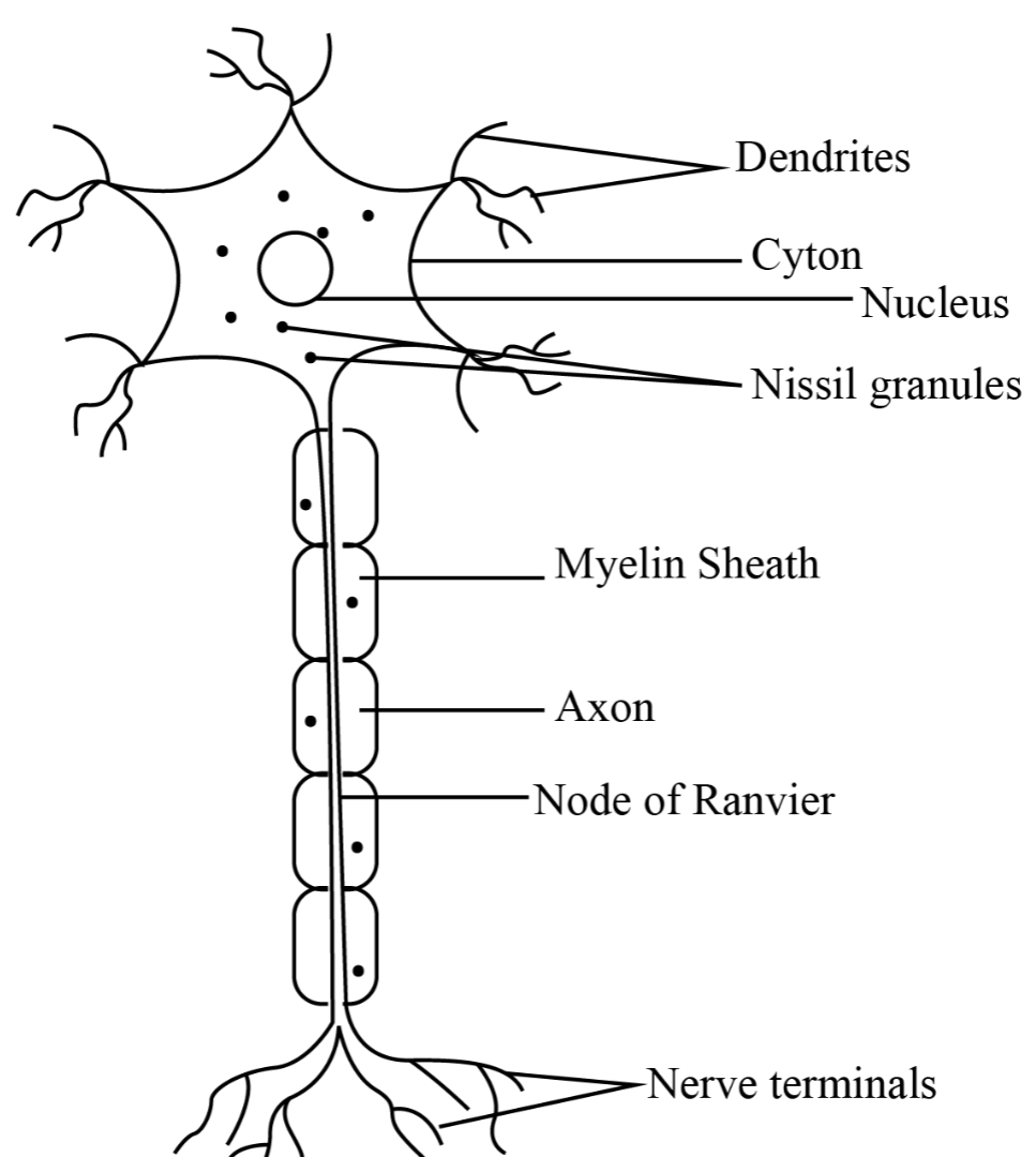 <p>state 2 <strong><em>adaptations</em></strong><em> and their </em><strong><em>functions</em></strong> of a <u>nerve cell</u></p>