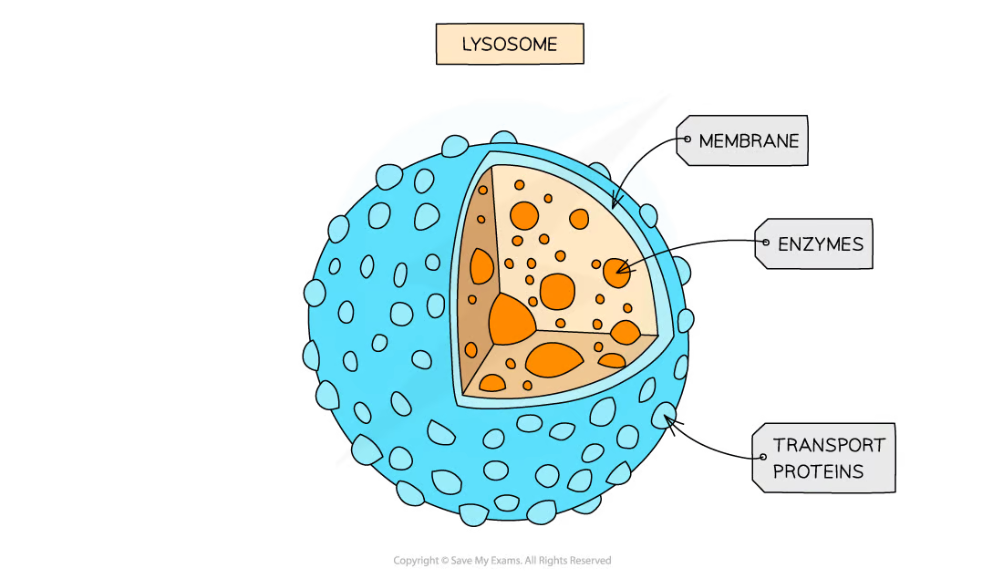 <ul><li><p><span>forms of </span><strong><span style="color: var(--bs-link-color)">vesicle</span></strong><span> which contain </span><strong><span style="color: var(--bs-link-color)">hydrolytic</span>&nbsp;enzymes</strong></p></li><li><p><span>break down waste materials such as worn-out organelles</span></p></li></ul>