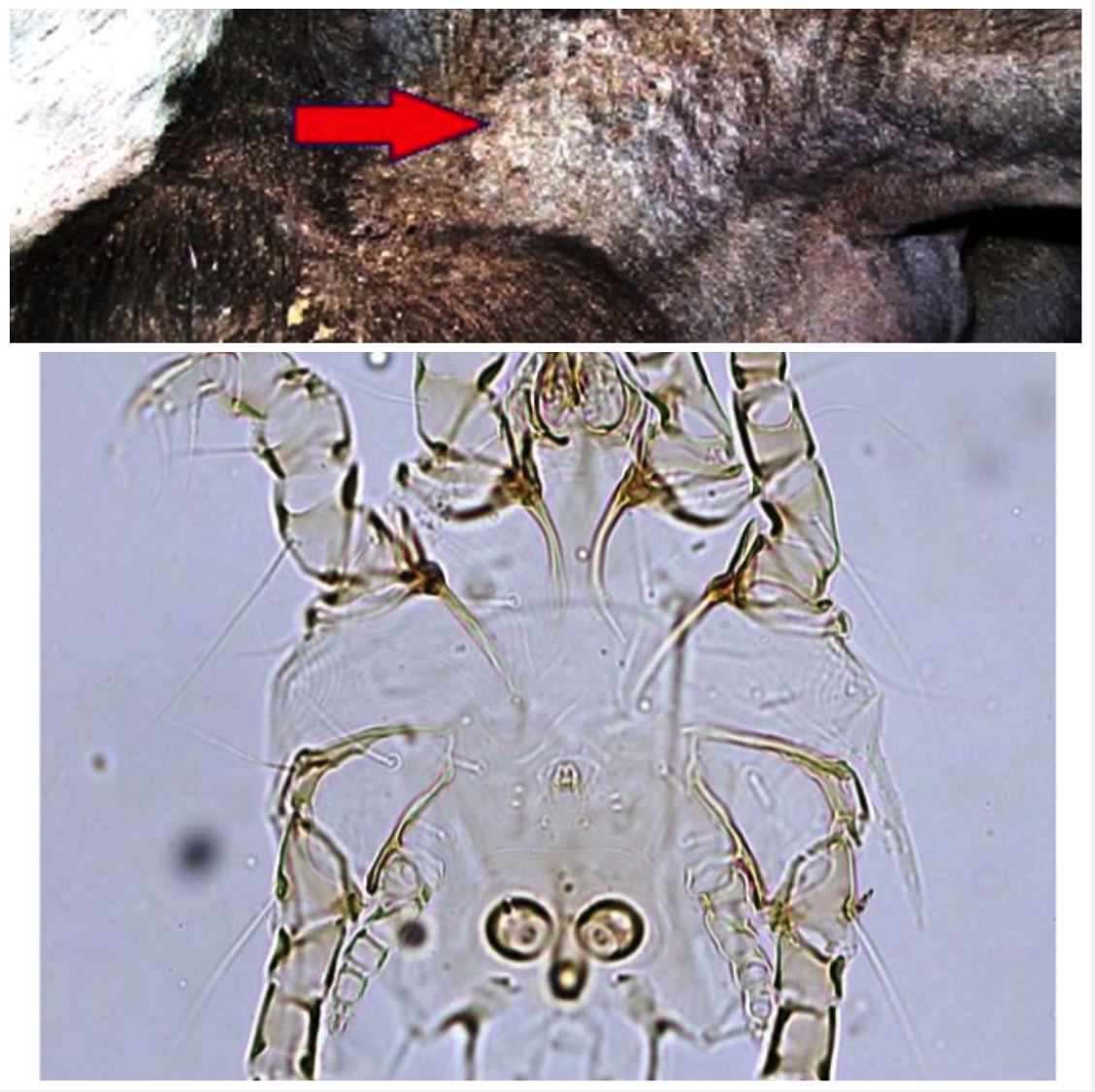 <p>COWS: hindlegs, perineum, udder and base of tail HORSES: hindlegs SHEEP &amp; GOATS: hindlegs and scrotum</p><ul><li><p>Feed on skin debris</p></li><li><p>Must repeat treatments in 2-4 weeks as no chemicals treat eggs, let hatch and treat to kill larvae</p></li></ul>