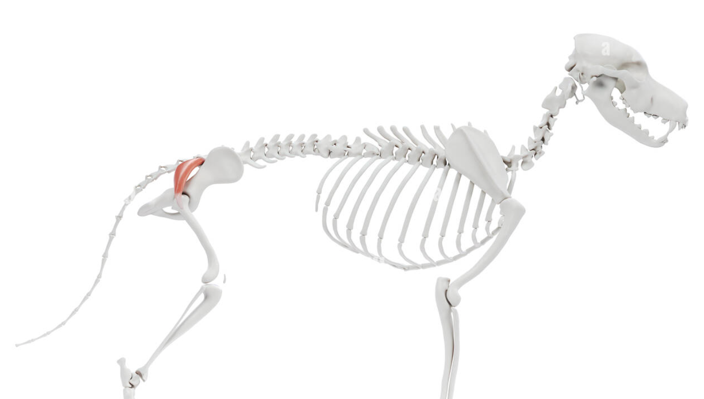 <p>Thin, flat muscle just under the skin and fascia covering the caudal part of the gluteus medius. Its primary function is to extend the hip joint and assist in elevating the hind limb. </p>