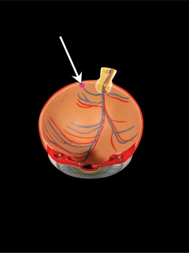 <p>(p.) inner layer</p>