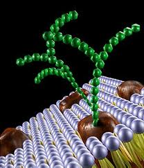 carbohydrate groups attached to recognition proteins