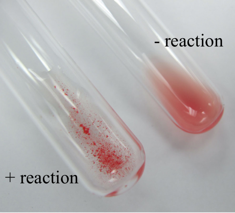 <p>Involves red blood cells ABO blood group typing</p><p>Agglutination of RBC’s using IgM specific for different blood group types</p>