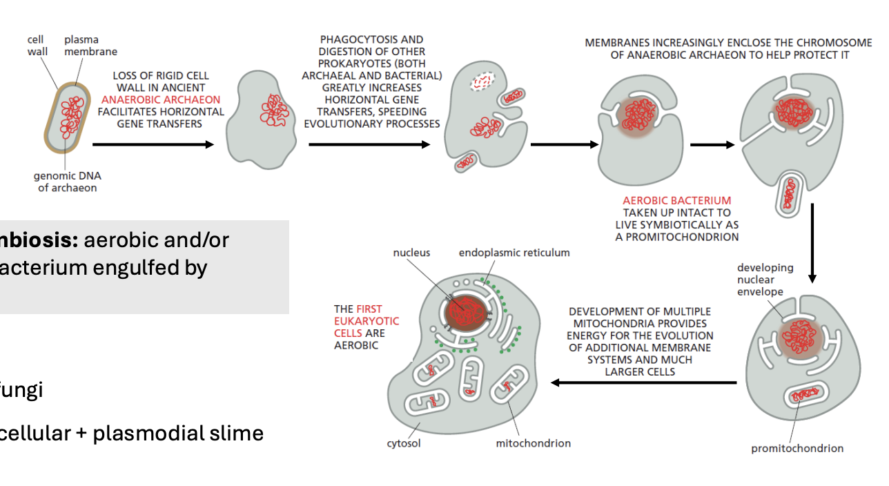 <ol><li><p><strong>Loss of rigid cell wall</strong> in anaerobic archaeon facilitated HGTs</p></li><li><p><strong>Phagocytosis and digestion of other prokaryotes</strong> (archaeal/bacterial) increased HGTs, speeding up evol processes</p></li><li><p><strong>Membrane increasingly enclosing chromosome</strong> of anaerobic archaeon to protect it</p></li><li><p><strong>Aerobic bacterium was taken up to live symbiotically</strong> as <u>promitochondrion</u></p></li><li><p><strong>Development of multiple mitochondria</strong> provided energy for evolution of additional membrane systems and much larger cells</p></li><li><p>First eukaryotic cells are <strong>aerobic</strong></p></li></ol><p></p>