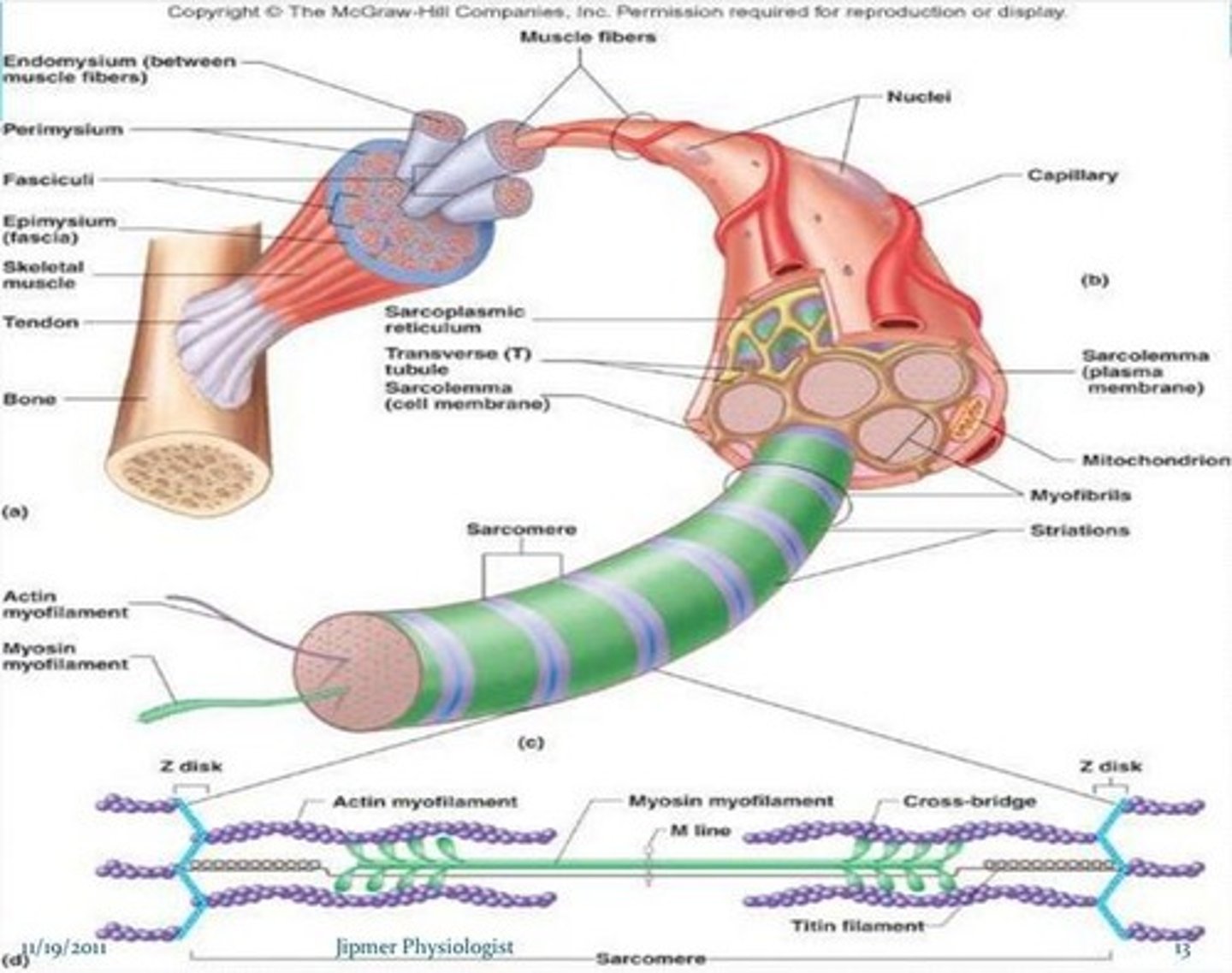 <p>It is the repeating functional unit of a myofibril responsible for muscle contraction.</p>