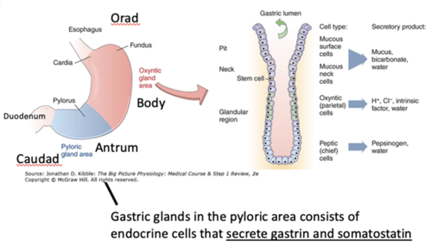 <p>stomach anatomy:</p>