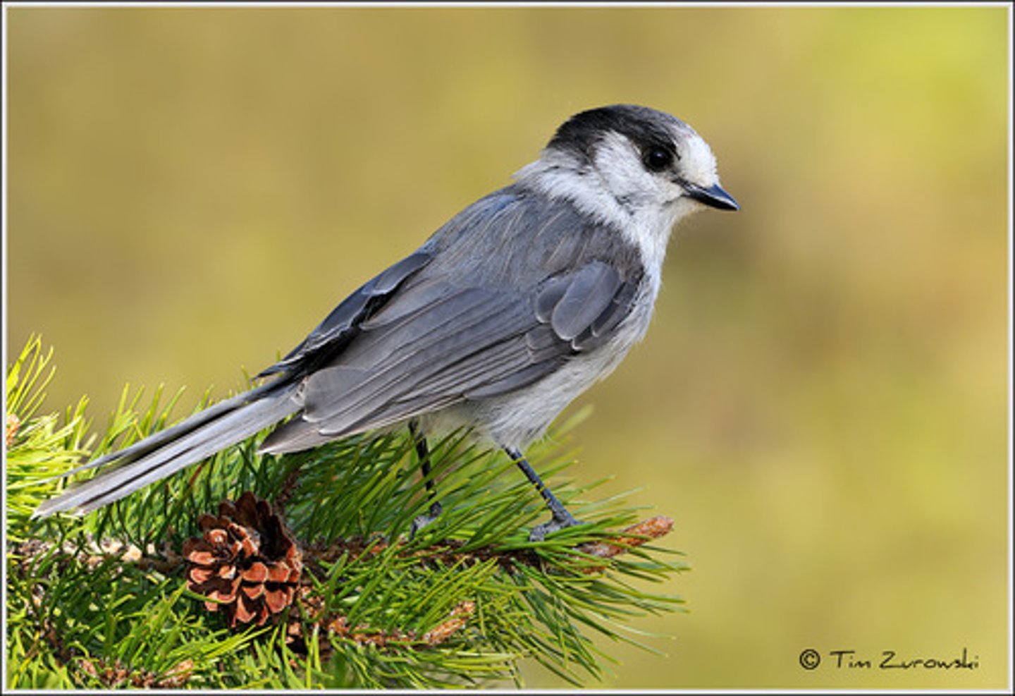 <p>Coniferous forests</p>
