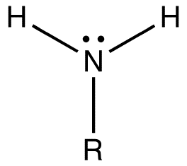 <p> A part of an amino acid that contains nitrogen (–NH2). It helps amino acids join together.</p>