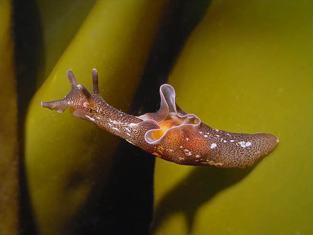 <p>Aplysia (Sea-hare)</p>