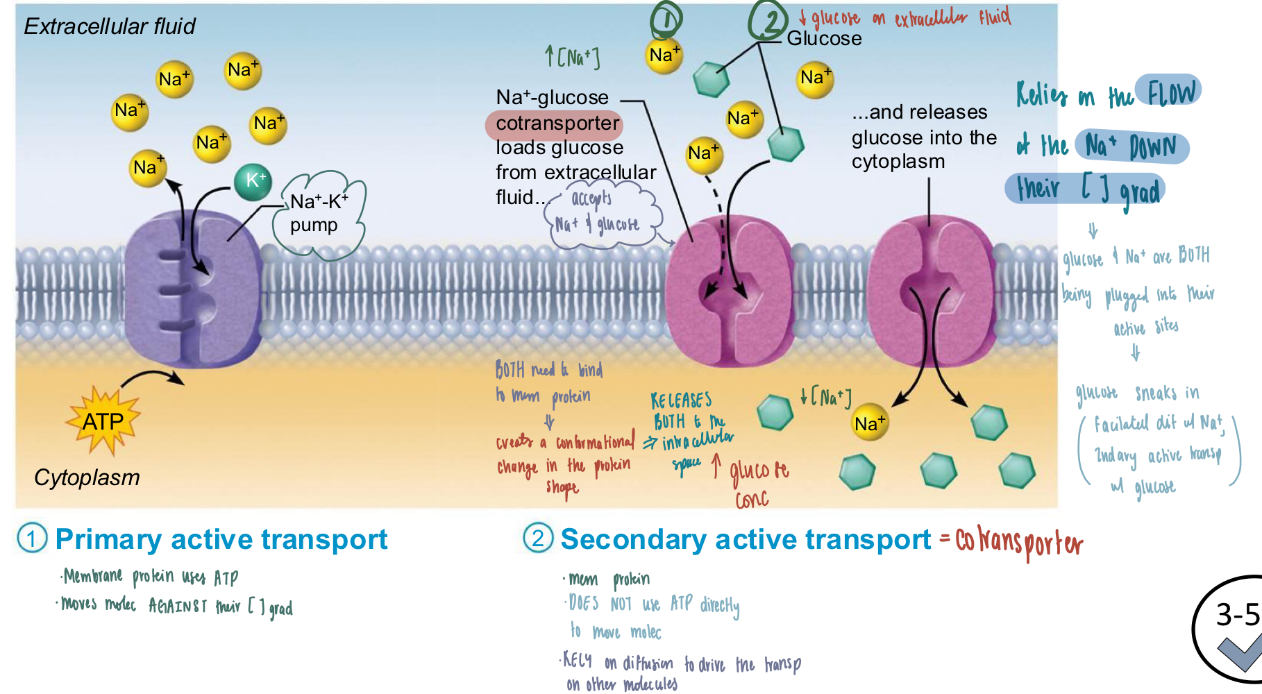 <ul><li><p><strong>Primary Active Transport</strong></p><ul><li><p>ONLY 1 substance moving AGAINST its concentration gradient</p></li></ul></li><li><p><strong>Secondary Active Transport</strong></p><ul><li><p>TWO substances involved </p><ol><li><p>Na<sup>+</sup> ions move DOWN their concentration gradient using the cotransporter</p><ul><li><p>utilizes facilitated diffusion</p></li></ul></li><li><p>Glucose moves AGAINST its concentration gradient</p><ul><li><p>RELIES on the flow of the Na+ down their [ ] gradient</p></li><li><p>utilizes the potential energy of Na<sup>+</sup> &amp; secondary active transportation</p></li></ul></li></ol></li><li><p>does NOT use ATP directly to move glucose AGAINST its concentration gradient</p></li><li><p>RELIES on facilitated dussion to drive the transportation of other molecules</p></li><li><p>Cotransporter needs BOTH molecules to work</p></li></ul></li></ul><p></p>