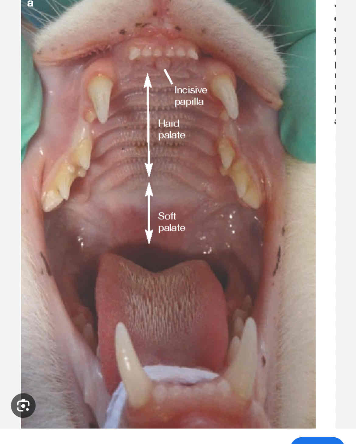 knowt flashcard image