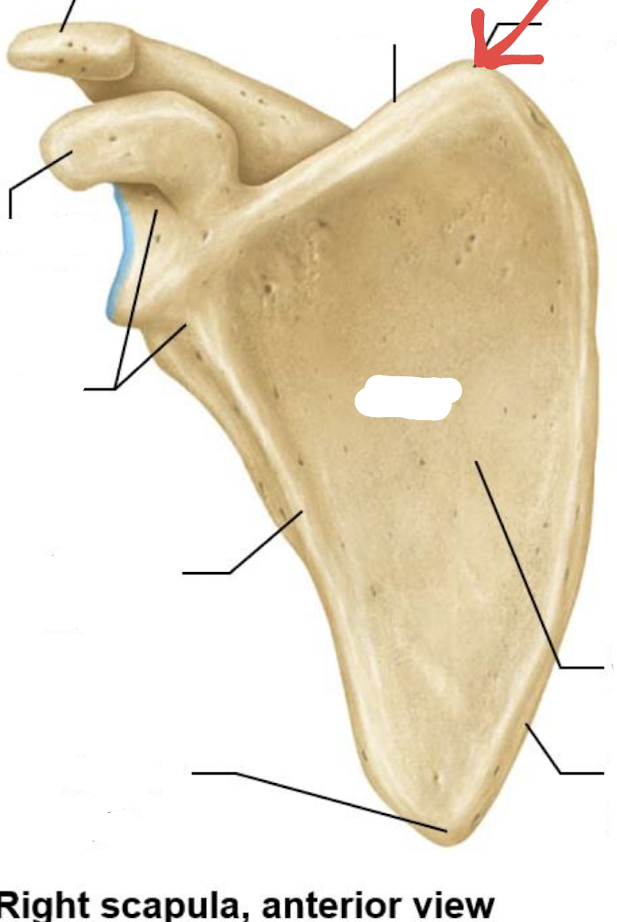 <p>what is this part of the scapula?</p>