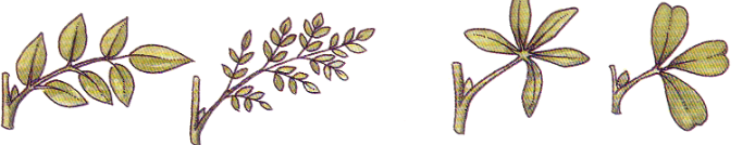 <p>Leaf type?</p>