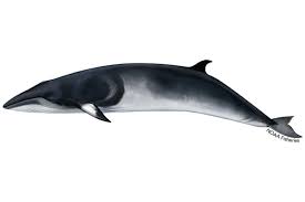 <p>Minke whale</p>