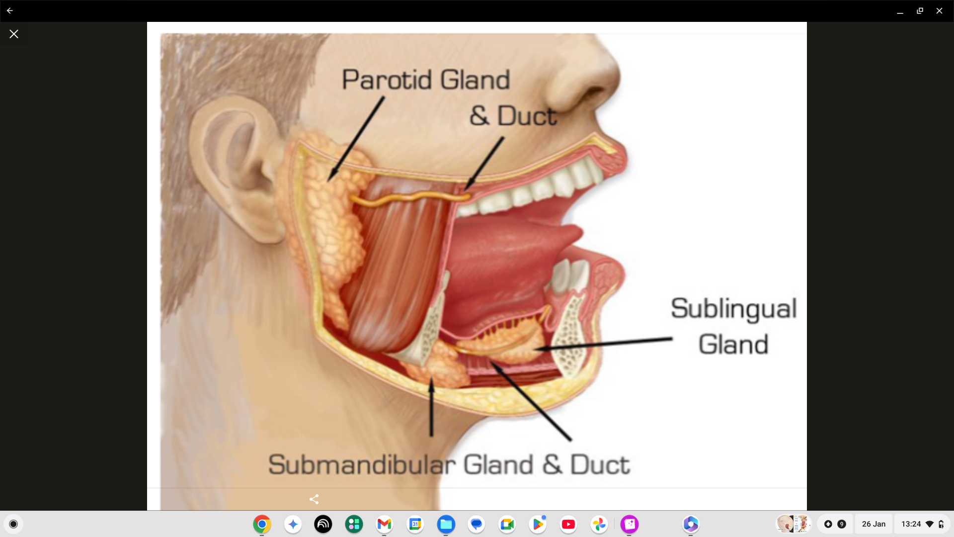 <p>Under your tongue. </p>